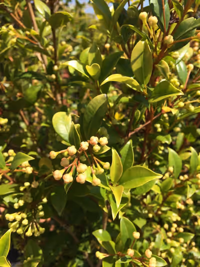 Syzygium paniculatum 'Newport'