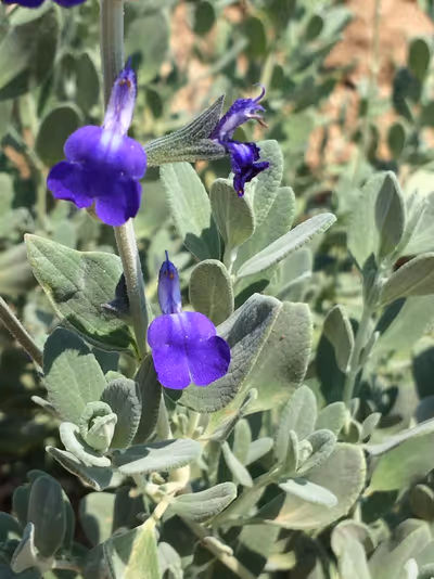 Salvia chamaedryoides 'Isochroma'