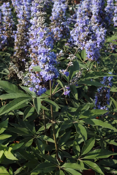 Vitex agnus-castus 'Latifolia'