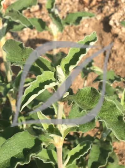 Cistus x argenteus 'Stripey'