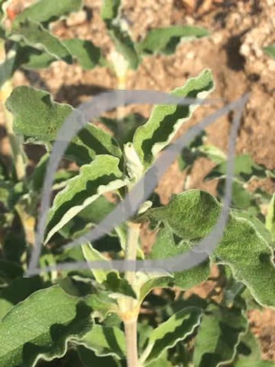 Cistus x argenteus 'Stripey'