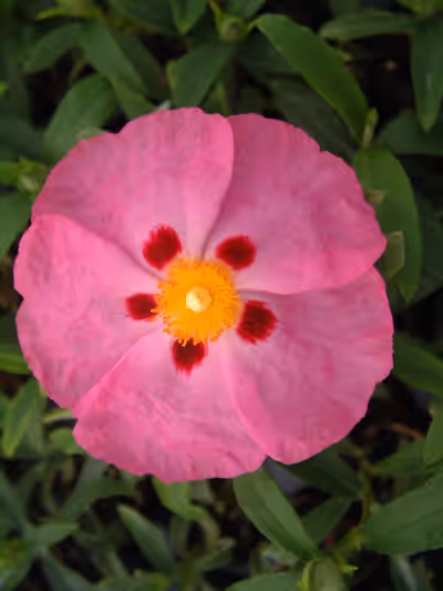 Cistus x purpureus