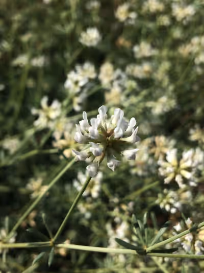 Dorycnium pentaphyllum