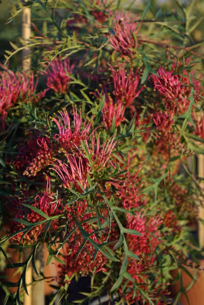 Grevillea 'Bronze Rambler'