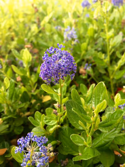 Ceanothus 'Skylark'