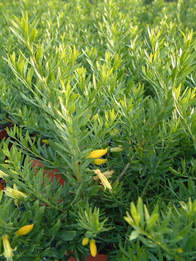 Eremophila maculata 'Aurea'
