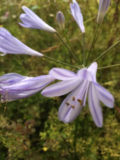 Agapanthus 'Peter Pan'