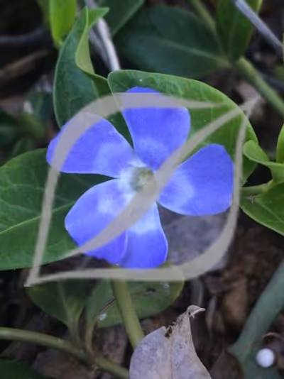 Vinca minor