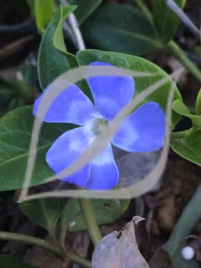Vinca minor