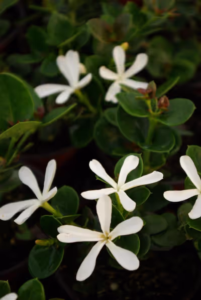 Carissa macrocarpa 'Prostrata'