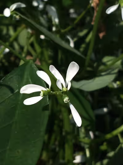 Euphorbia hypericifolia