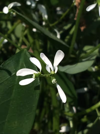 Euphorbia hypericifolia