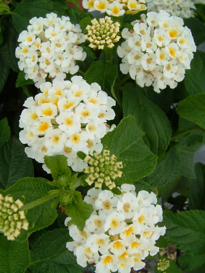 Lantana camara 'Bandana White' ®