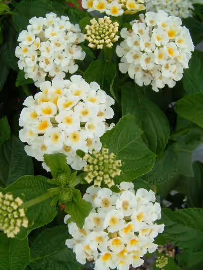 Lantana camara 'Bandana White' ®