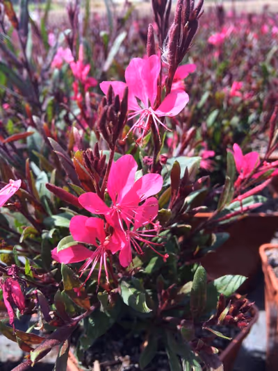 Gaura lindheimeri Belleza 'Dark Pink' ®