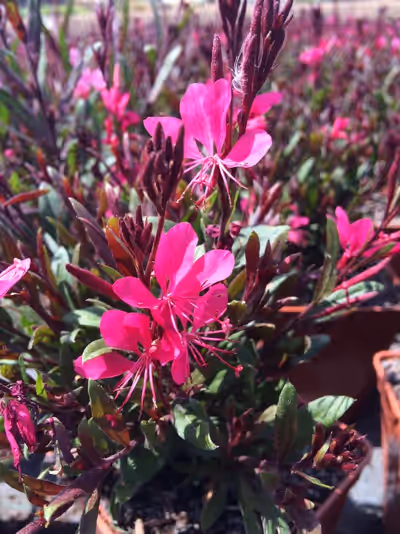 Gaura lindheimeri Belleza 'Dark Pink' ®
