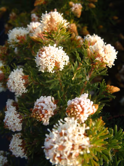 Grevillea crithmifolia