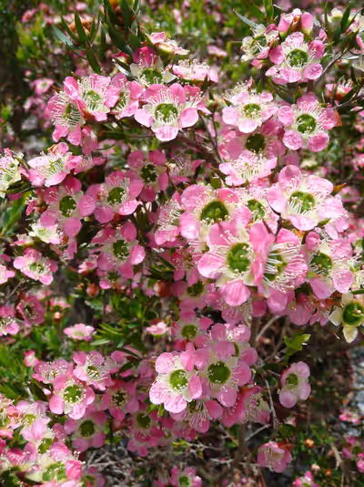 Leptospermum karo 'Pearl Star'