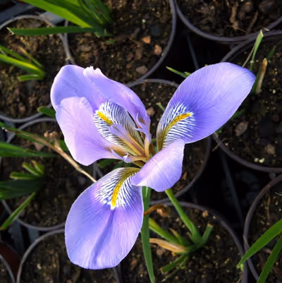 Iris unguicularis (Blue)