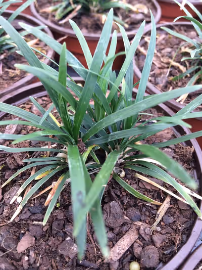 Ophiopogon japonicus 'Kioto'