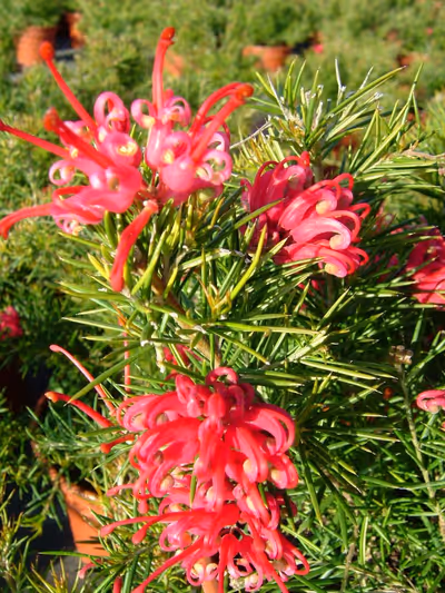 Grevillea juniperina