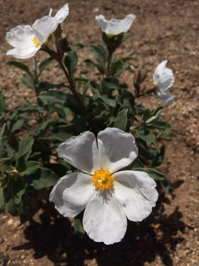 Cistus x argenteus 'Paper Moon'