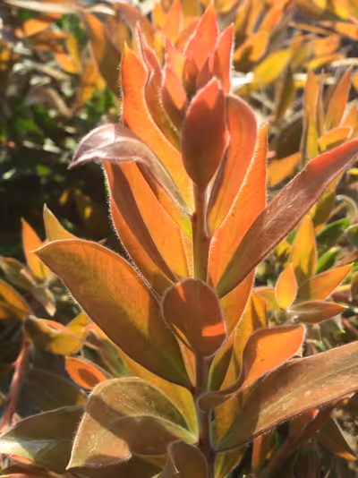 Callistemon 'Red Rocket' ®