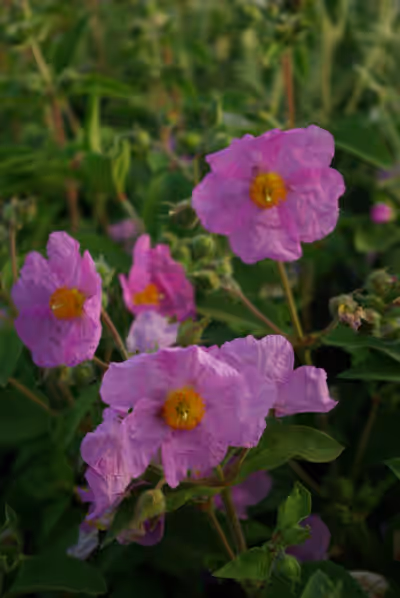Cistus x ralletii