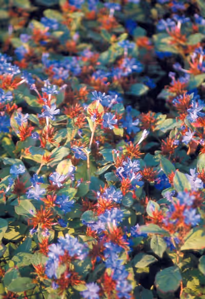 Ceratostigma plumbaginoides