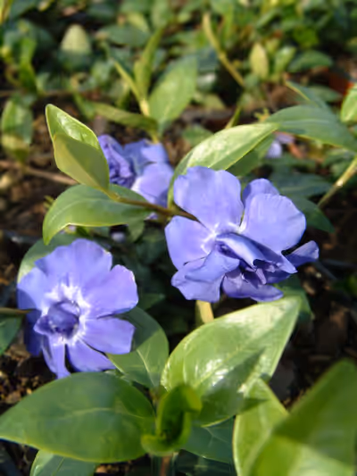 Vinca minor 'Azurea Flore Pleno'