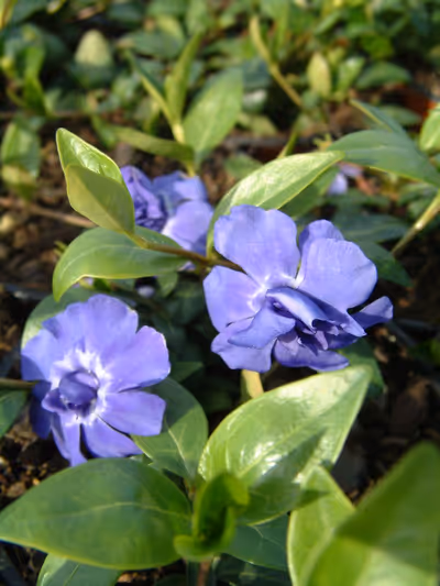 Vinca minor 'Azurea Flore Pleno'