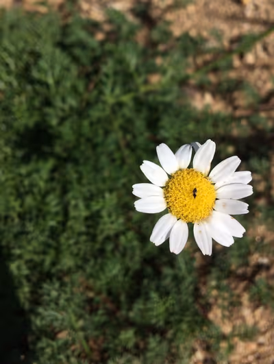 Matricaria tchihatchewii