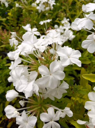 Plumbago auriculata var. 'Alba'