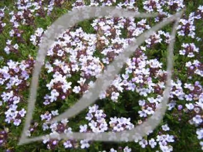 Thymus vulgaris 'Compactus'