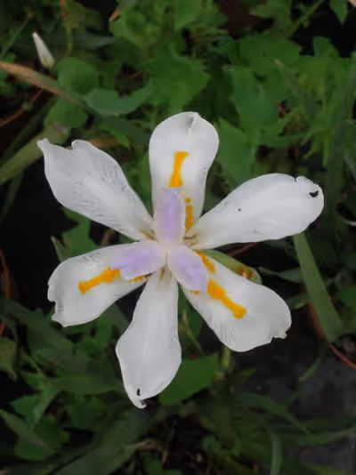 Dietes grandiflora