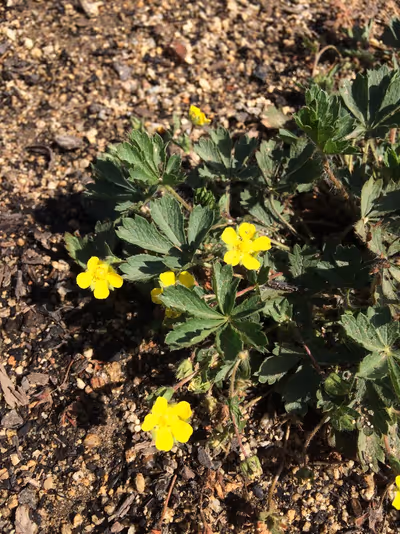 Potentilla neumanniana (sin. P. verna)