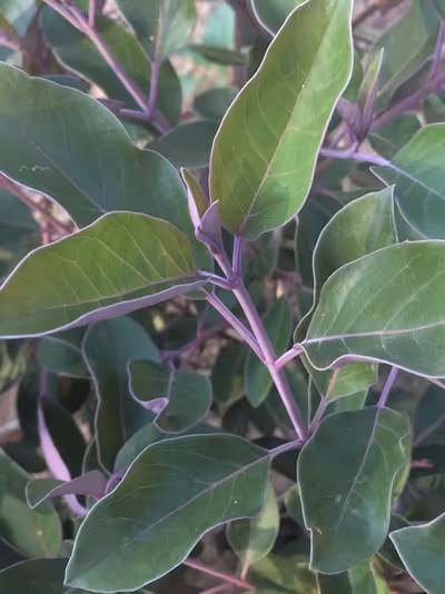 Vitex trifolia 'Purpurea'