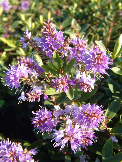 Hebe x franciscana 'Blue Gem'