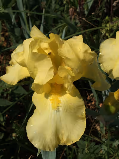 Iris 'Harvest of Memories' (Yellow)