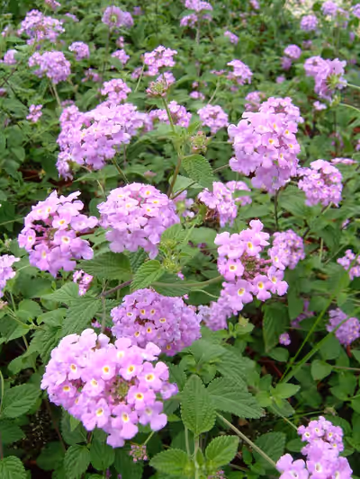 Lantana montevidensis