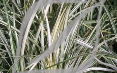 Ophiopogon japonicus 'Silver Mist'