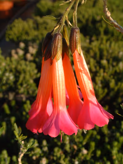 Cantua buxifolia