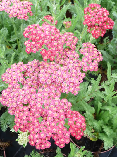 Achillea millefolium 'Red Velvet'