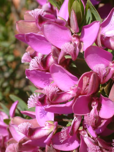 Polygala myrtifolia