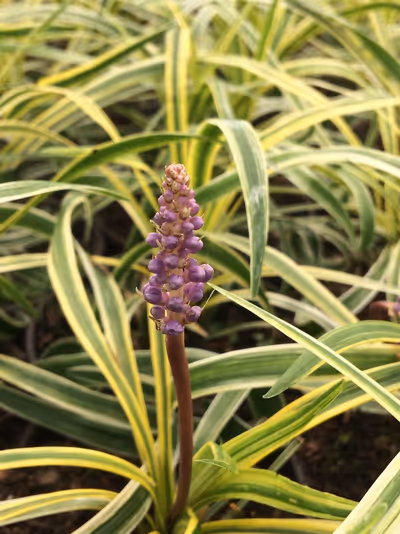 Liriope muscari 'Silvery Sunproof'