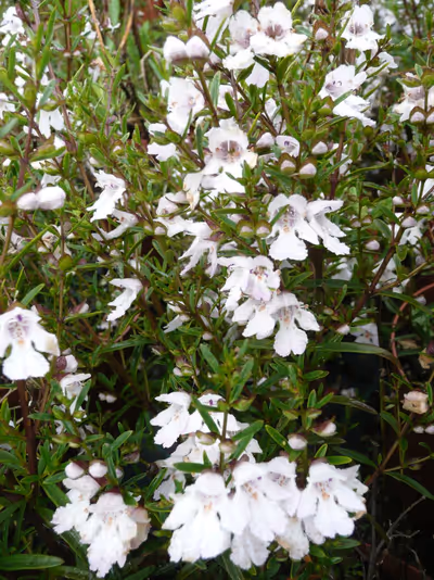 Prostanthera 'Poorinda Ballerina'