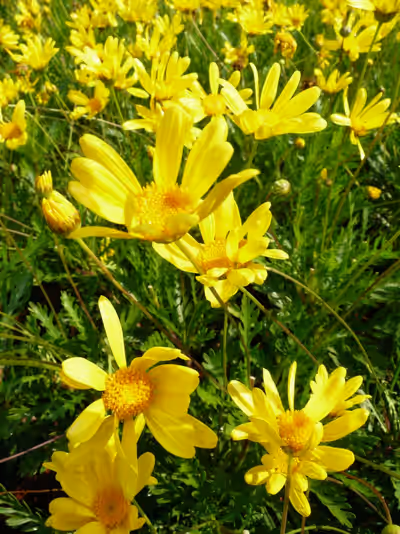 Euryops pectinatus 'Virides'
