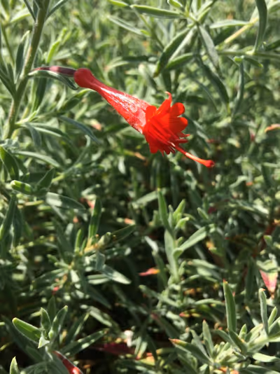 Epilobium canum