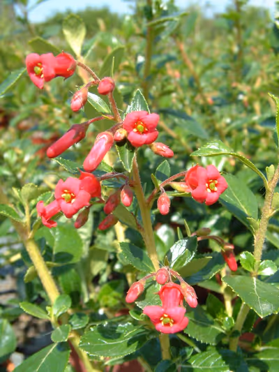 Escallonia rubra var. macrantha