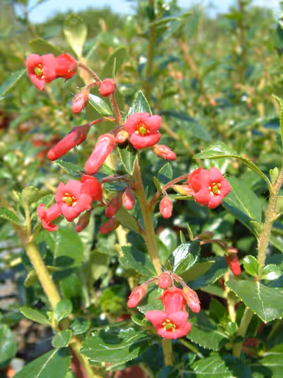 Escallonia rubra var. macrantha